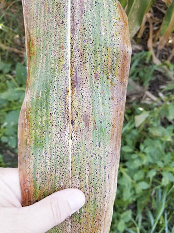 Diseases play big role to end growing season for corn